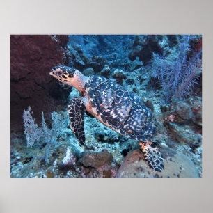 Poster Hawksbill Mélange En