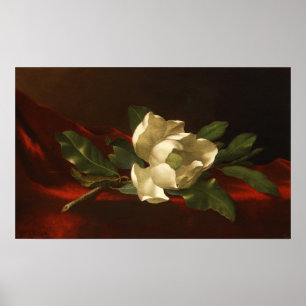 Poster Heade - Magnolia