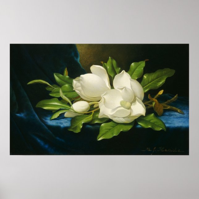 Poster Heade - Magnolias Géants Sur Un Tissu De Velours B (Devant)