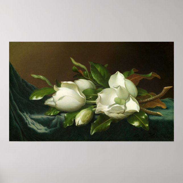 Poster Héade - Magnolias Sur Tissu De Velours Bleu Clair (Devant)