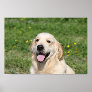 Poster Headshot 1 de golden retriever