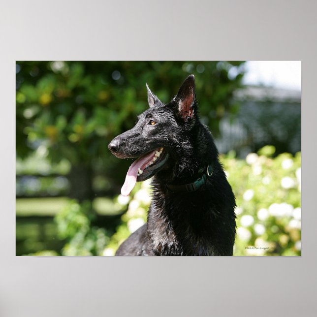 Poster Headshot 2 du berger allemand (Devant)