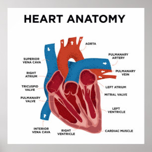 Poster Heart Anatomy
