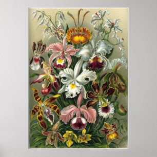 Poster Heckel Orchidées Imprimer
