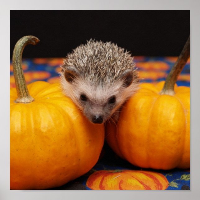Poster Hedgehog Halloween Salutations (Devant)