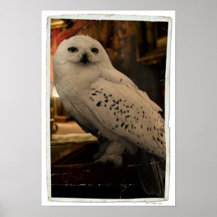 Poster Hedwig 3