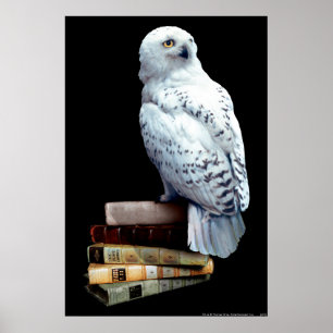 Poster Hedwig sur les livres