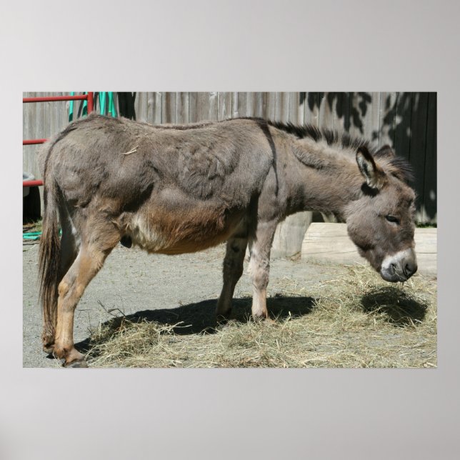 Poster HeeHaw (Devant)