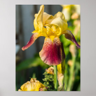 Poster Heirloom Iris