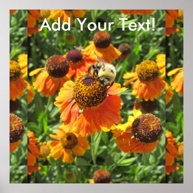 Poster Helenium Bee Orange Flower (Devant)