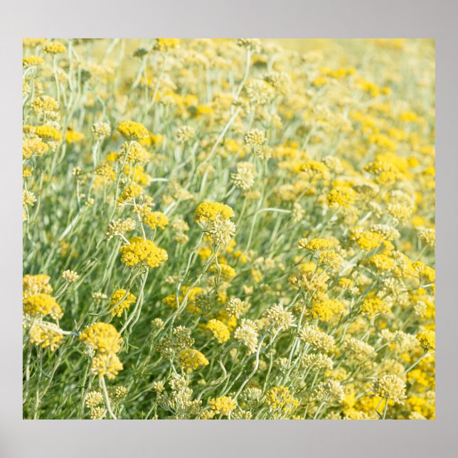 Poster Helichrysum italicum champ, floraison vue closeup. (Devant)