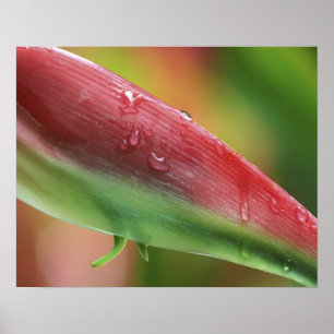 Poster Heliconia Flamant Rose (Heliconia chartacea), Hil
