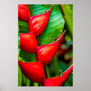 Poster Heliconia, Kauai, Hawaii