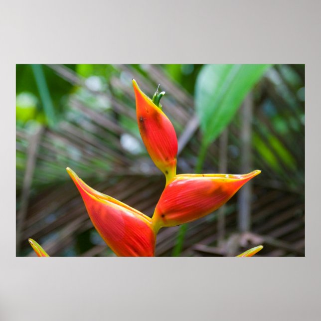 Poster Heliconia Plante, Iquitos, Maynas, Pérou (Devant)