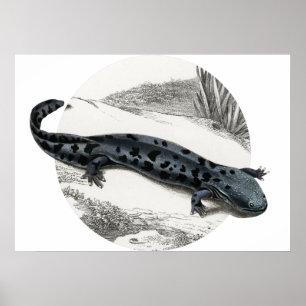Poster Hellbender Salamander