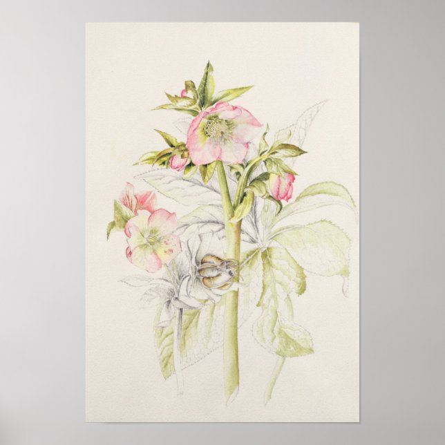 Poster Hellebores (Devant)