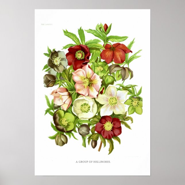 Poster Hellebores (Devant)