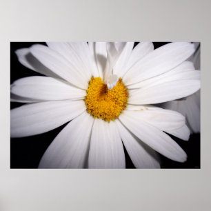 Poster Hello Daisy