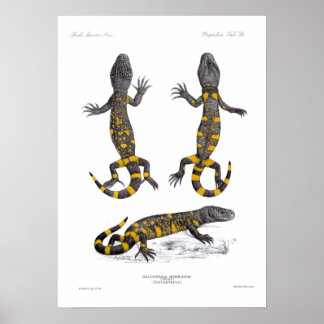 Poster Heloderma Horridum (Lizard perlé)