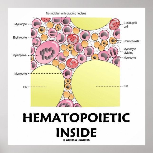 Poster Hématopoïétique à l'intérieur (formation de cellul (Devant)