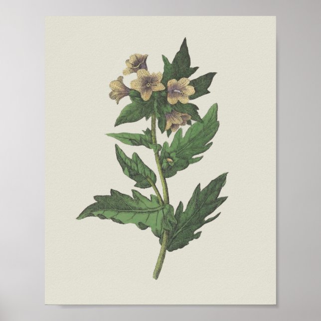 Poster Hembane Fleur sauvage Botanique (Devant)