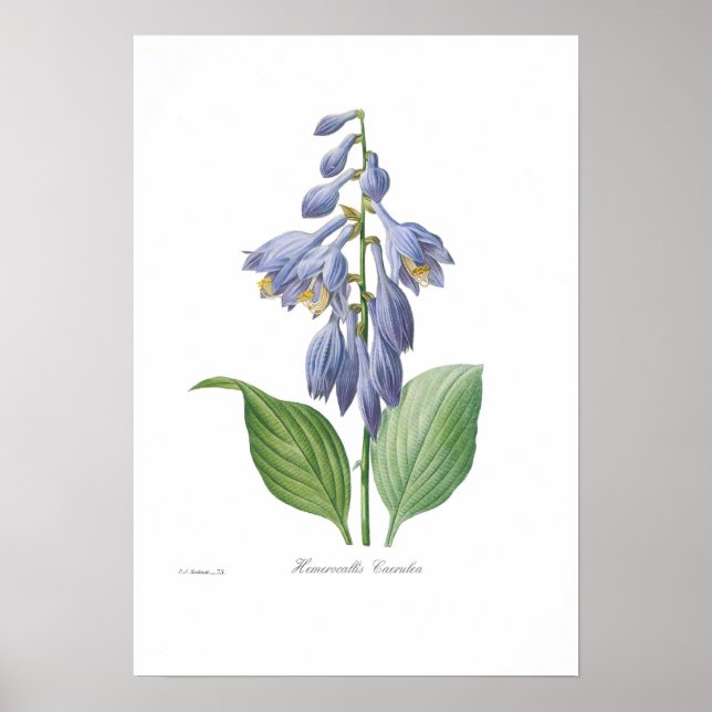 Poster Hemerocallis caerulea (Hosta) (Devant)
