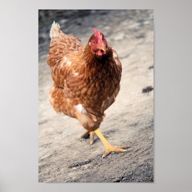 Poster Hen (Devant)