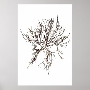 Poster Henry Bradbury " s a pressé le sixième d'algue de