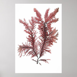 Poster Henry Bradbury's Pressed Seaweed First Of Ten