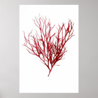 Henry Bradbury's Pressed Seaweed Neuvième De Dix