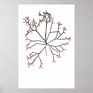 Poster Henry Bradbury's Pressed Seaweed Quatrième de dix