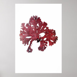 Poster Henry Bradbury's Pressed Seaweed Septième of Ten