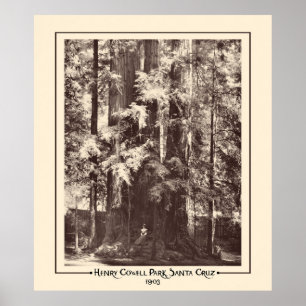 Poster Henry Cowell Park, Père Noël Cruz, Californie 19