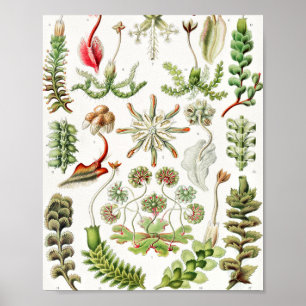 Poster Hepaticae Lebermoose par Ernst Haeckel