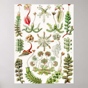 Poster Hepaticae Lebermoose par Ernst Haeckel