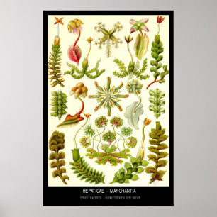 Poster Hepaticae-Marchantia - Plaque 82 - Kunstformen der