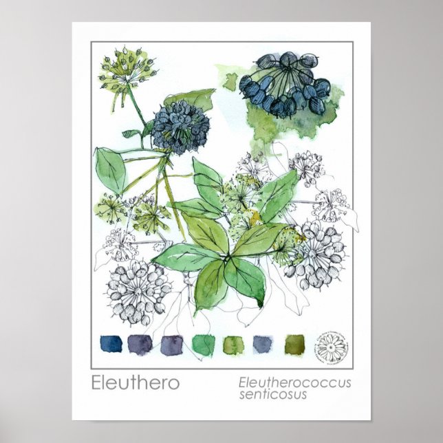 Poster Herbaliste Eleuthero médicinal herbe aquarelle (Devant)
