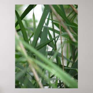 Poster Herbe