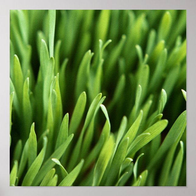 Poster Herbe (Devant)