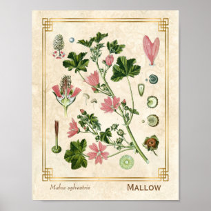 Poster Herbe botanique Vintage Fleur de Malfus rose