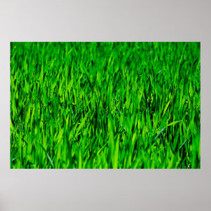 Poster Herbe champ prairie croissance de pelouse