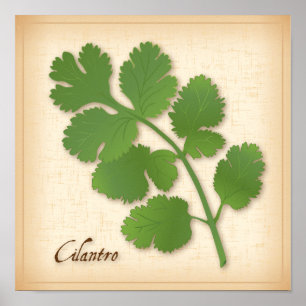 Poster Herbe Cilantro