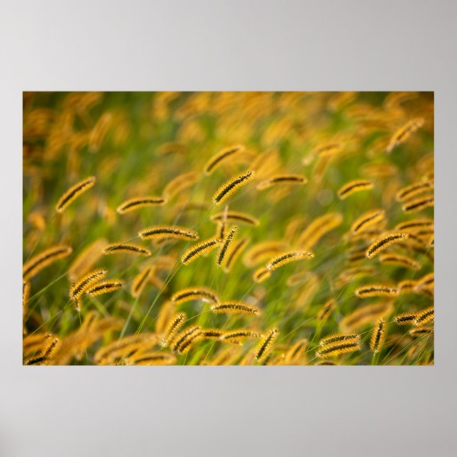 Poster Herbe d'automne (Devant)