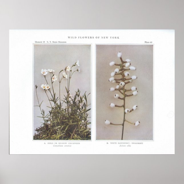 Poster Herbe de campagne ou de prairie - Cerastium arvens (Devant)