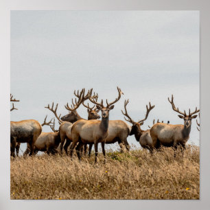POSTER HERBE DE CERF
