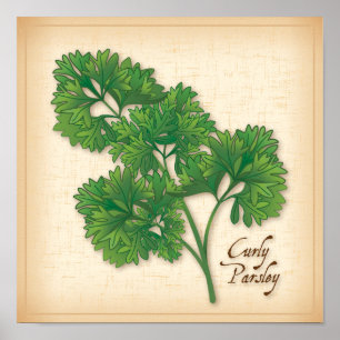 Poster Herbe de persil