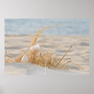 Poster Herbe de plage avec plumes