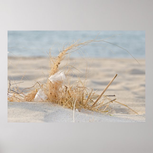Poster Herbe de plage avec plumes (Devant)