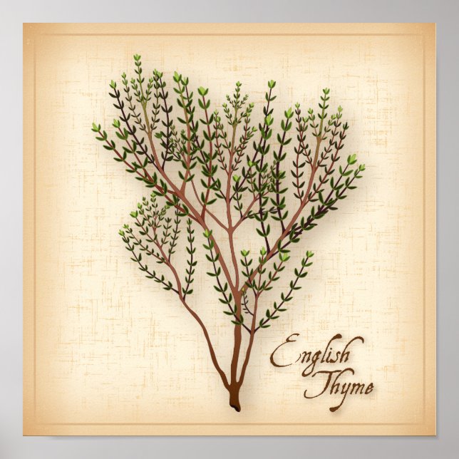 Poster Herbe de thym anglaise (Devant)