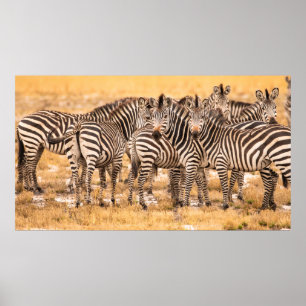 POSTER HERBE DE ZEBRAS